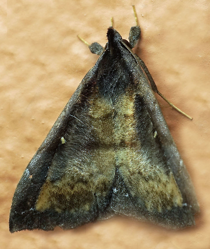 #849 Dapa, Valle Del Cauca<br />
2100m