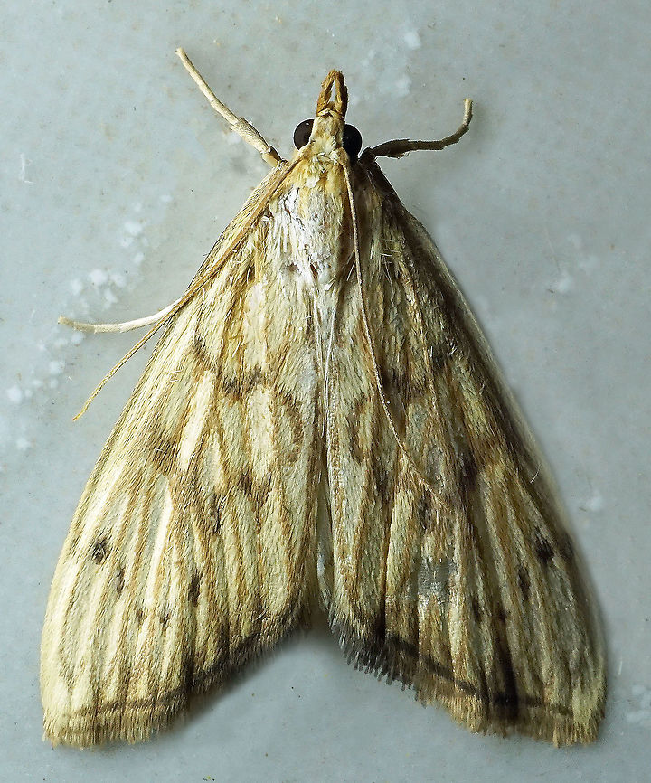 #852 Dapa, Valle Del Cauca<br />
2100m