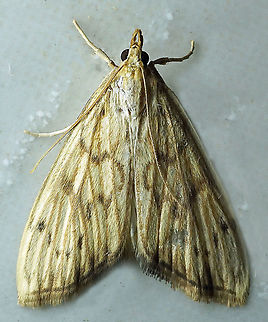 #852 Dapa, Valle Del Cauca
2100m