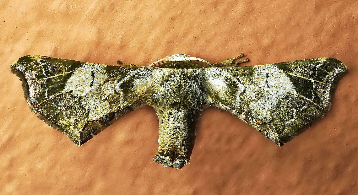 Quentalia sp Dapa, Valle Del Cauca<br />
2100m