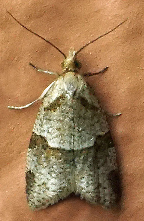 Clepsis sp. Dapa, Valle Del Cauca<br />
2100m