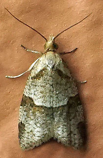 Clepsis sp. Dapa, Valle Del Cauca
2100m