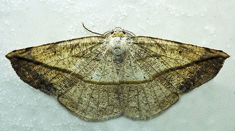 Eusarca crameraria Dapa, Valle Del Cauca
2100m Eusarca crameraria