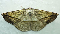 Eusarca crameraria Dapa, Valle Del Cauca<br />
2100m Eusarca crameraria