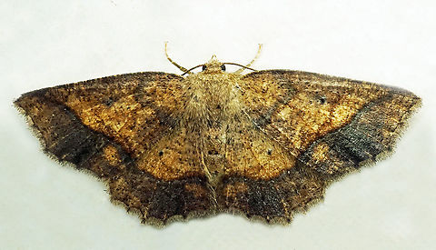 #855 Dapa, Valle Del Cauca
2100m