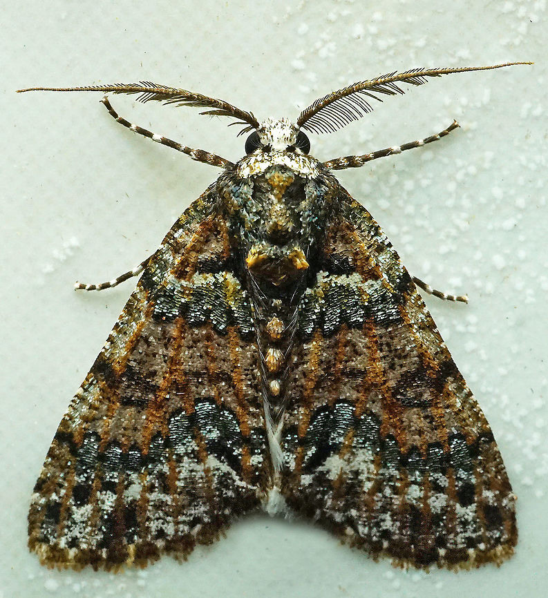 Cargolia sp. Dapa, Valle Del Cauca<br />
2100m