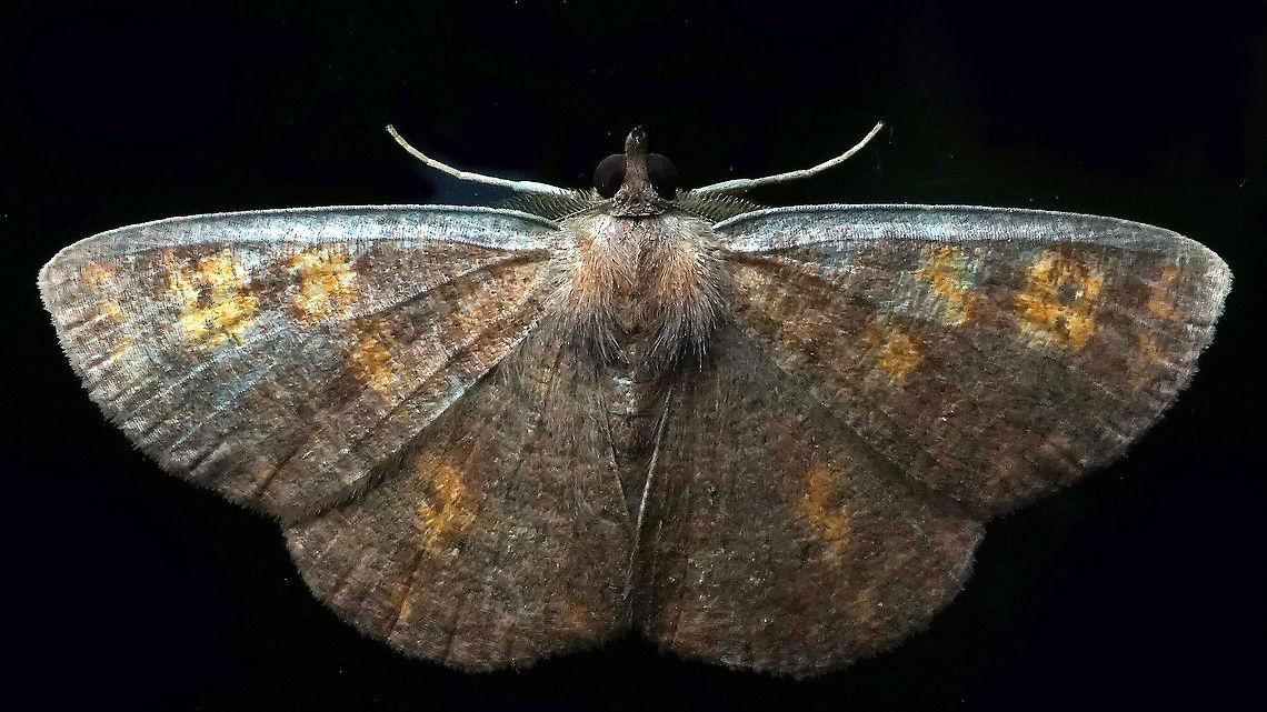 #858 Dapa, Valle Del Cauca<br />
2100m