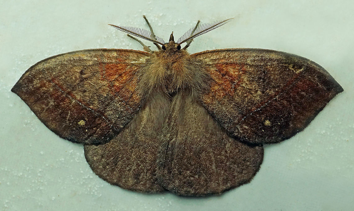 #859 Dapa, Valle Del Cauca<br />
2100m