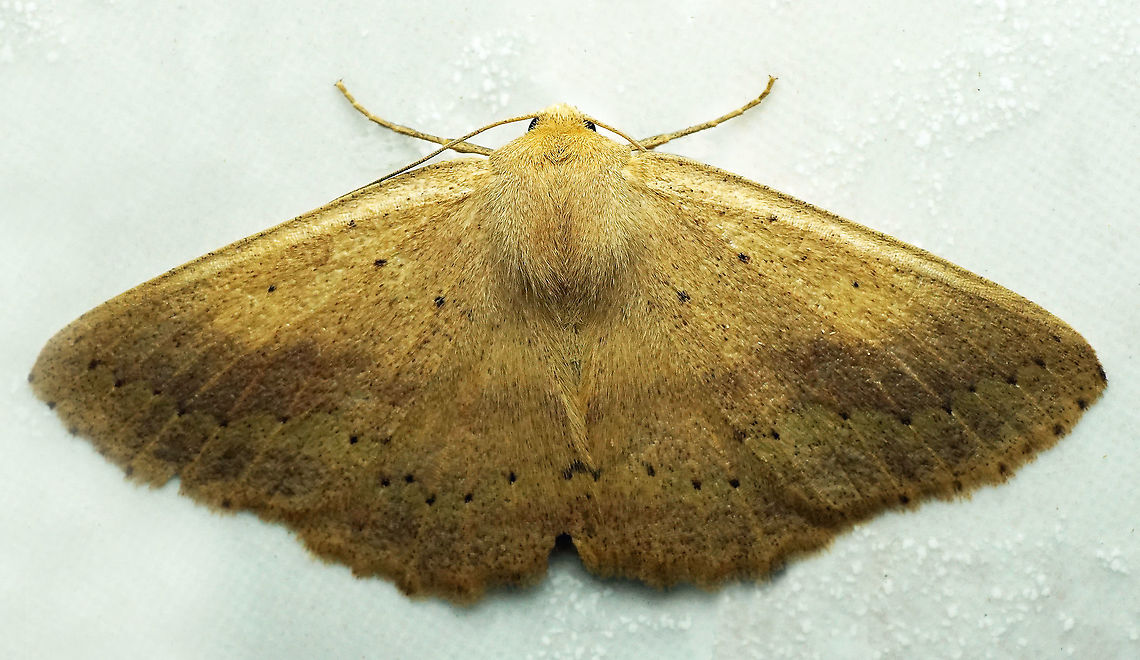 Sabulodes sp. Dapa, Valle Del Cauca<br />
2100m