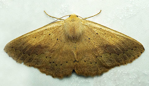 Sabulodes sp. Dapa, Valle Del Cauca
2100m