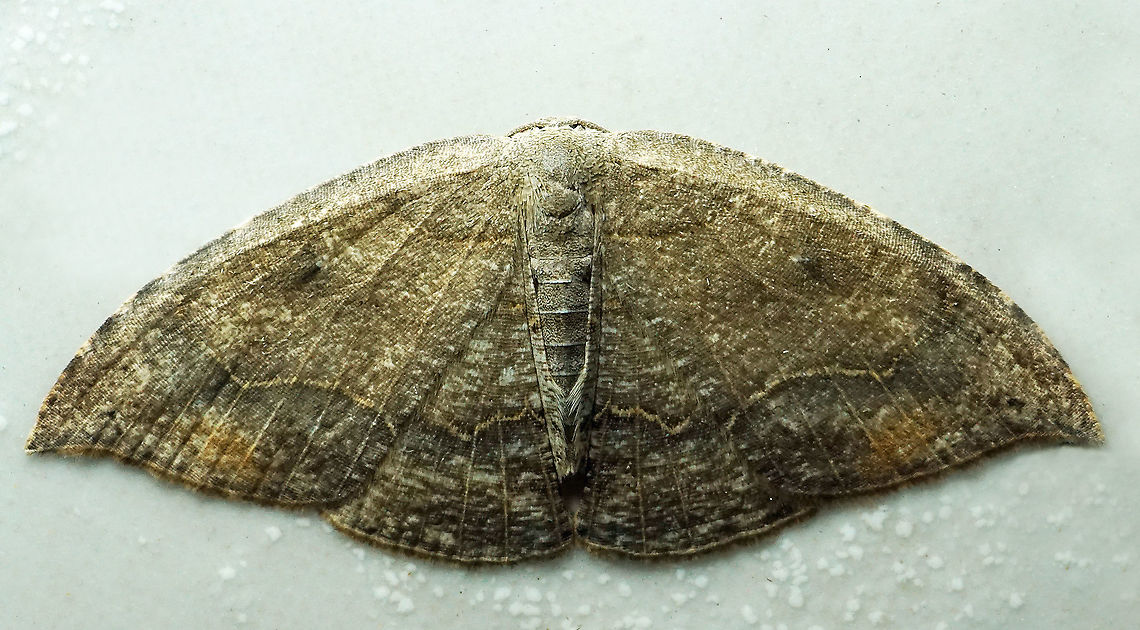 #861 Dapa, Valle Del Cauca<br />
2100m