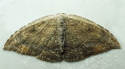 #861 Dapa, Valle Del Cauca
2100m