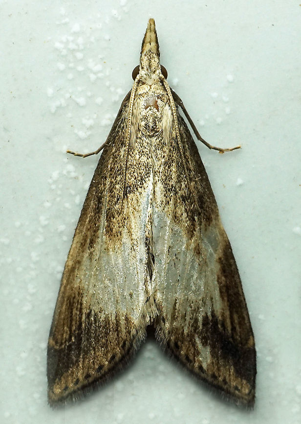 #862 Dapa, Valle Del Cauca<br />
2100m