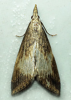 #862 Dapa, Valle Del Cauca
2100m