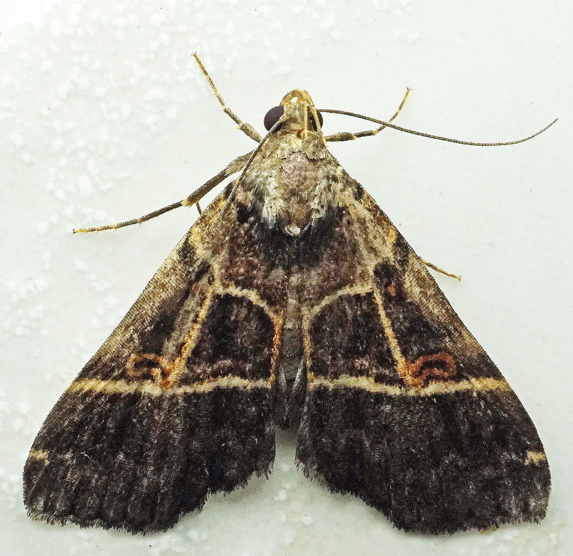 Rejectaria lineata Dapa, Valle Del Cauca<br />
2100m Rejectaria lineata