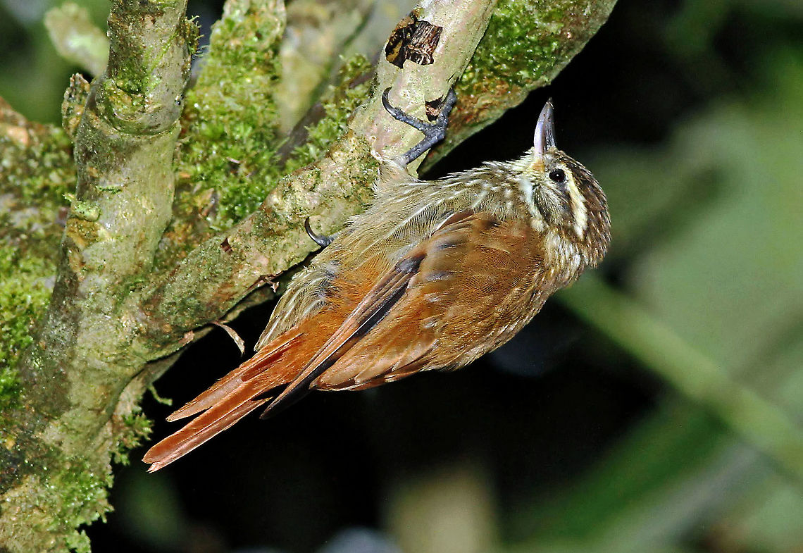Streaked Xenops Dapa, Valle Del Cauca<br />
2100m Streaked xenops,Xenops rutilans