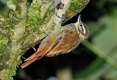 Streaked Xenops Dapa, Valle Del Cauca
2100m Streaked xenops,Xenops rutilans