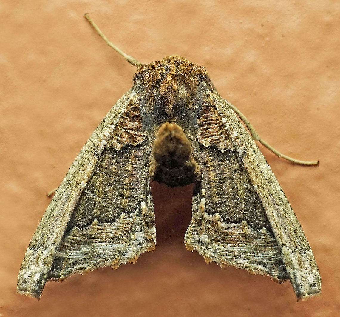 Pero sp. Dapa, Valle Del Cauca<br />
2100m Pero sp