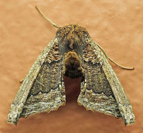 Pero sp. Dapa, Valle Del Cauca
2100m Pero sp