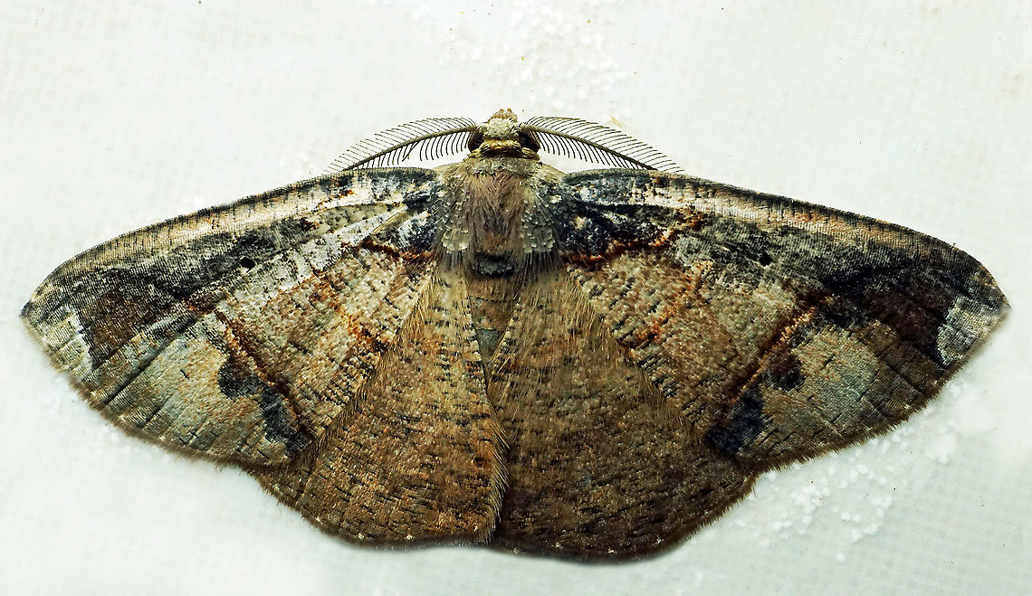 #864 Dapa, Valle Del Cauca<br />
2100m