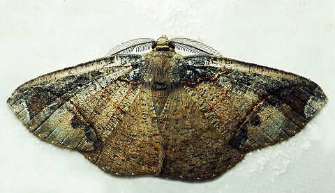 #864 Dapa, Valle Del Cauca
2100m