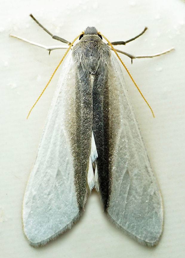 Agylla separata Dapa, Valle Del Cauca<br />
2100m Agylla separata