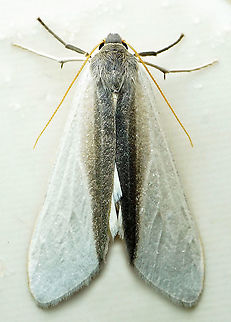 Agylla separata Dapa, Valle Del Cauca
2100m Agylla separata