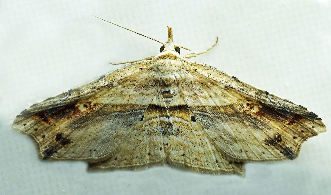 #866 Dapa, Valle Del Cauca<br />
2100m