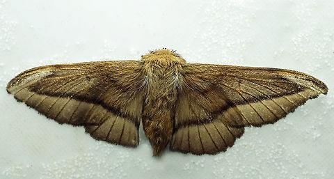 #867 Dapa, Valle Del Cauca
2100m