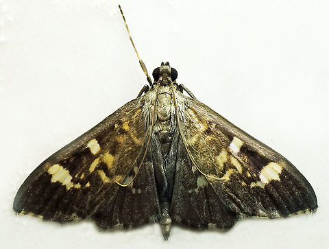 #868 Dapa, Valle Del Cauca
2100m