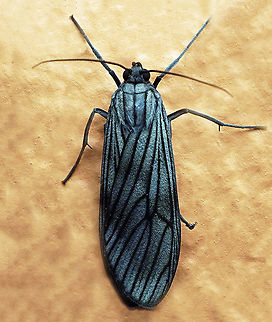 Prosopidia morosa Dapa, Valle Del Cauca
2100m Prosopidia morosa