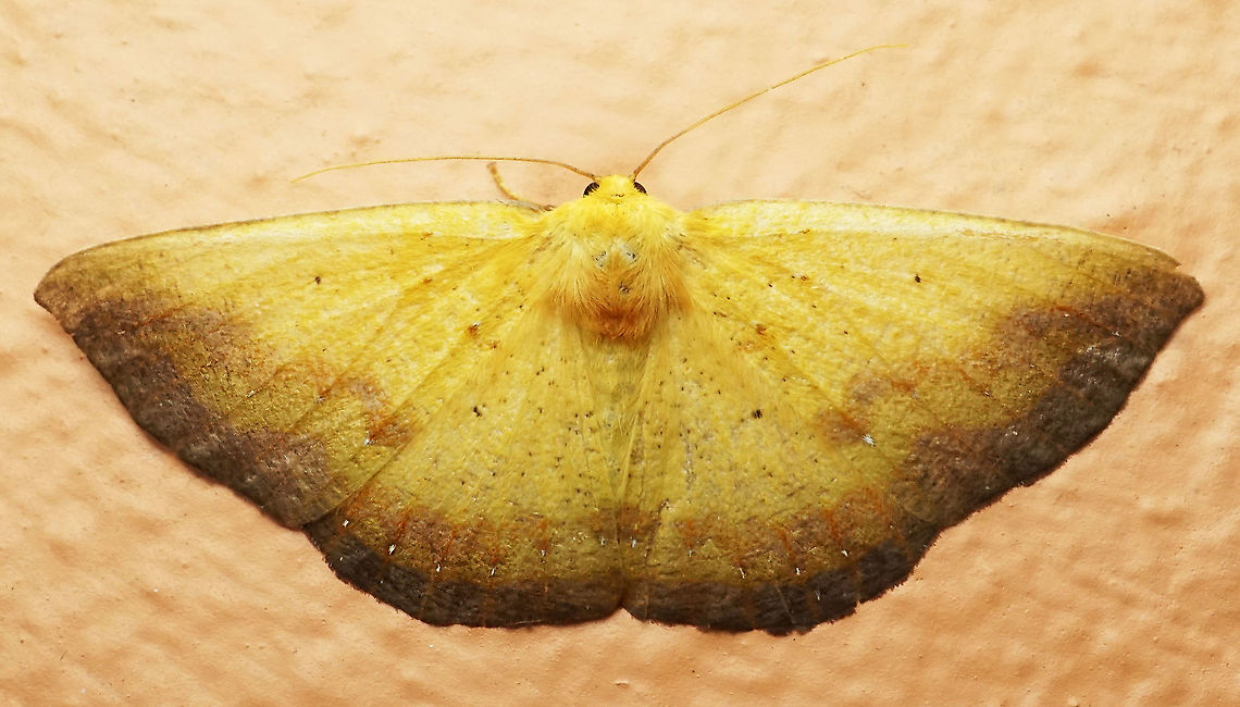 #869 Dapa, Valle Del Cauca<br />
2100m