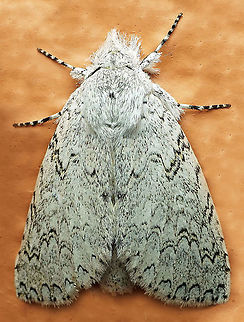 #870 Dapa, Valle Del Cauca
2100m