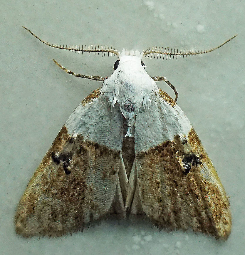 Nola turbana Dapa, Valle Del Cauca<br />
2100m Nola turbana