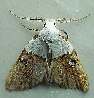 Nola turbana Dapa, Valle Del Cauca
2100m Nola turbana