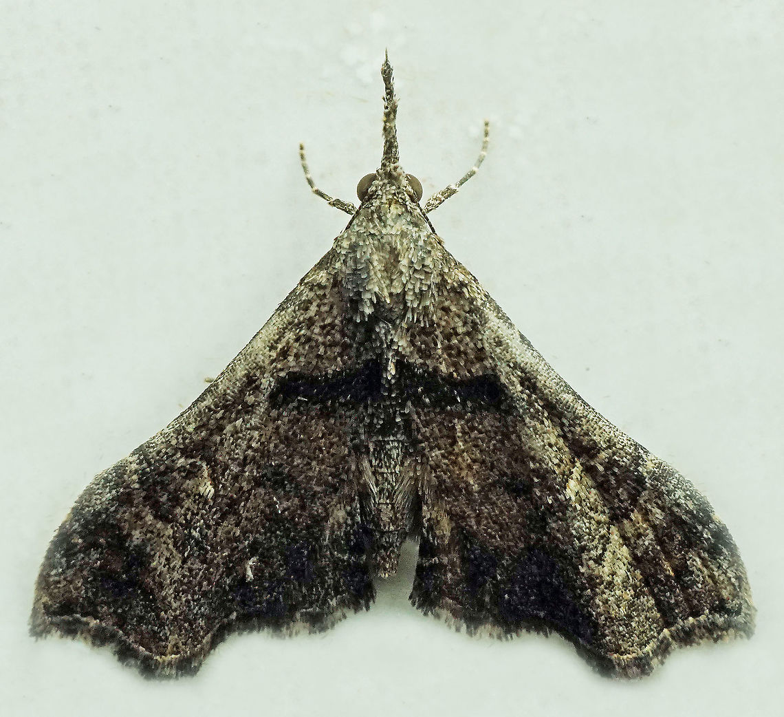 Palthis sp. Dapa, Valle Del Cauca<br />
2100m