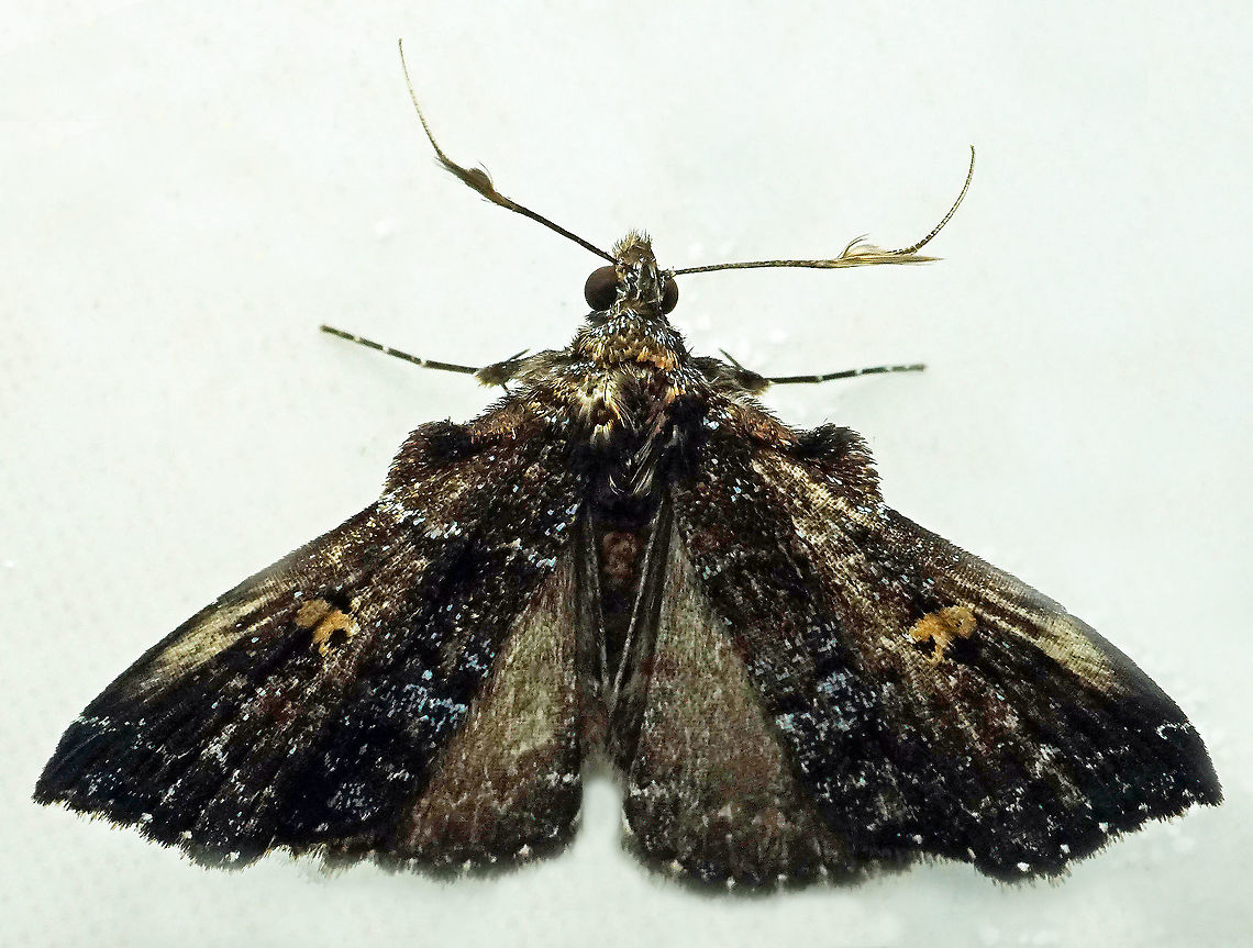 #873 Dapa, Valle Del Cauca<br />
2100m