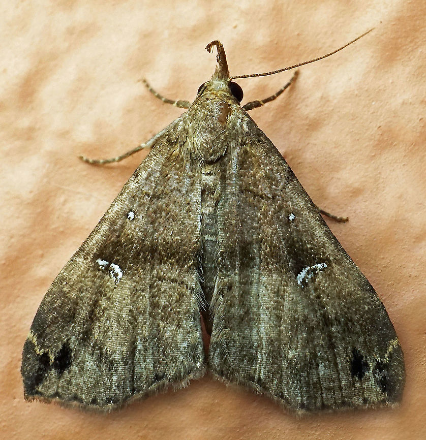Tetanolita sp. Dapa, Valle Del Cauca<br />
2100m Tetanolita spTetanolita sp.