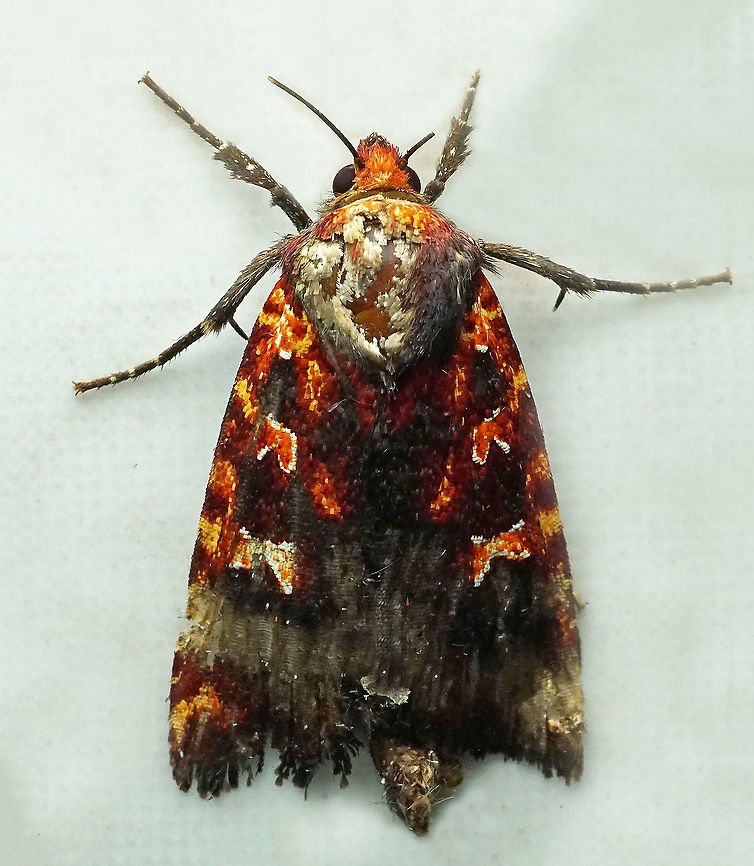 #875 Dapa, Valle Del Cauca<br />
2100m