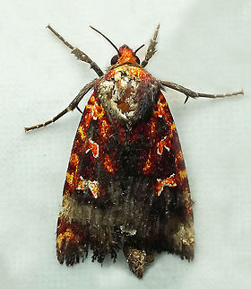 #875 Dapa, Valle Del Cauca
2100m