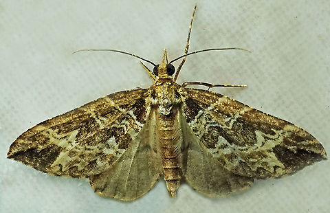 #876 Dapa, Valle Del Cauca
2100 m