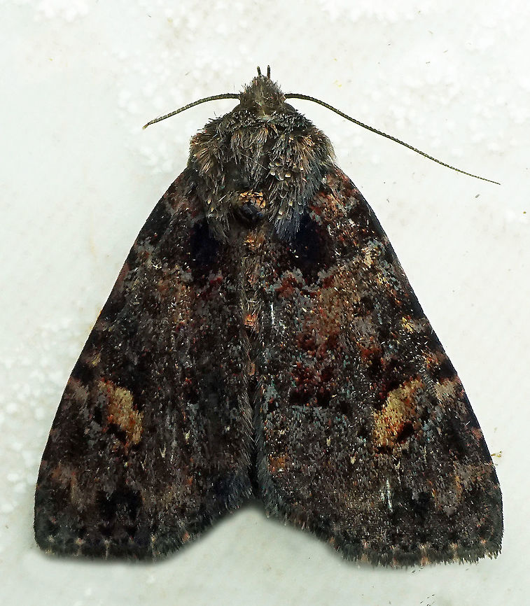 #877 Dapa, Valle Del Cauca<br />
2100 m