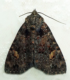 #877 Dapa, Valle Del Cauca
2100 m