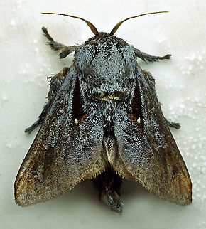 Acharia sp Dapa, Valle Del Cauca
2100 m