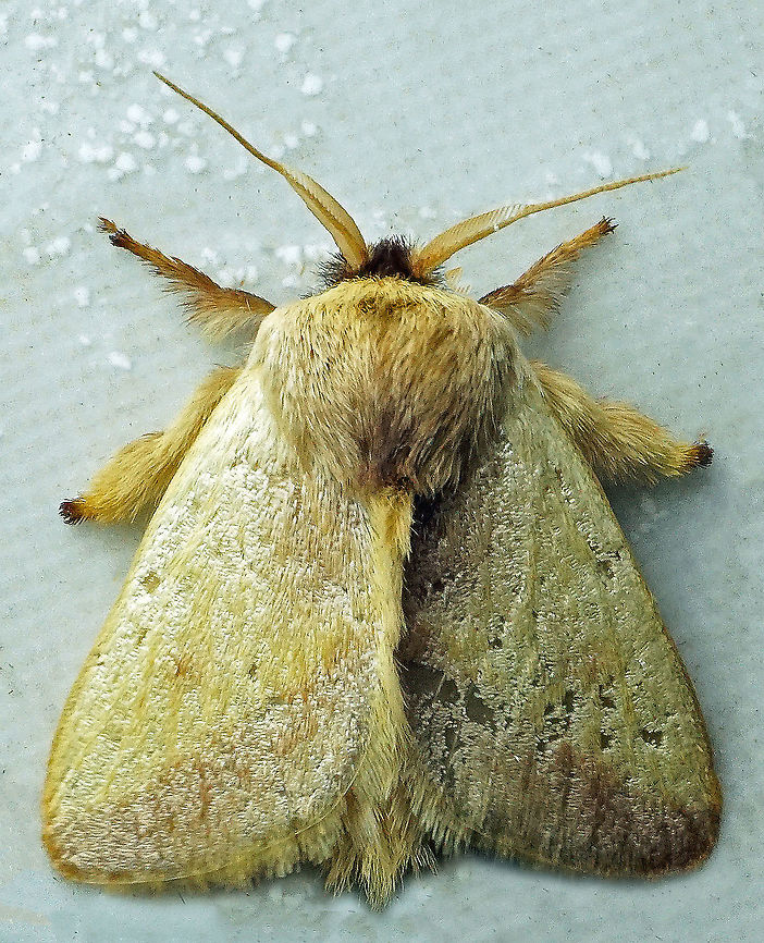 #879 Dapa, Valle Del Cauca<br />
2100 m Euclea aethes