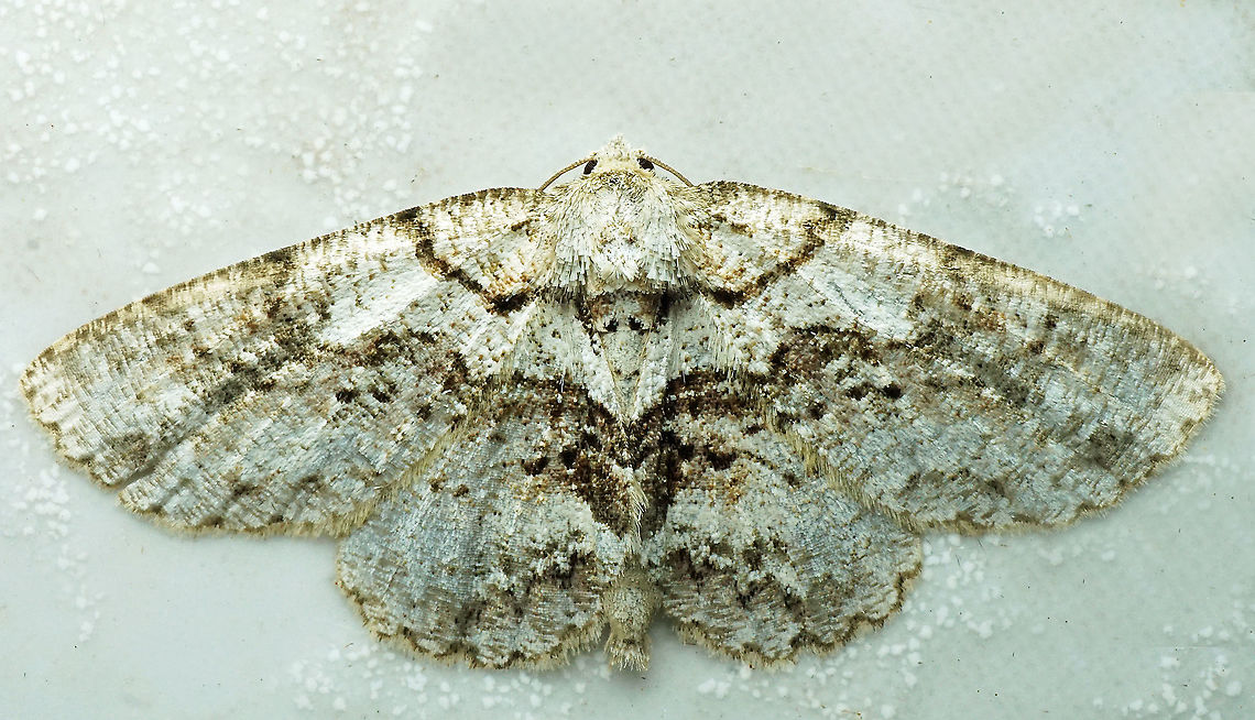 #880 Dapa, Valle Del Cauca<br />
2100 m