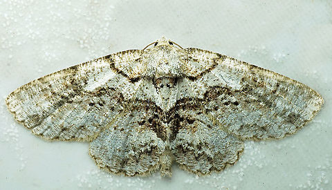 #880 Dapa, Valle Del Cauca
2100 m