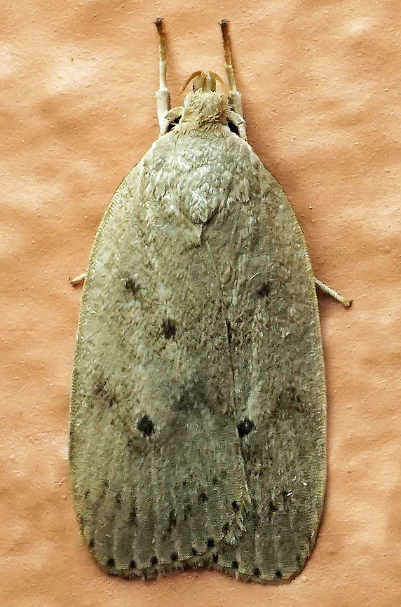 #881 Dapa, Valle Del Cauca<br />
2100 m