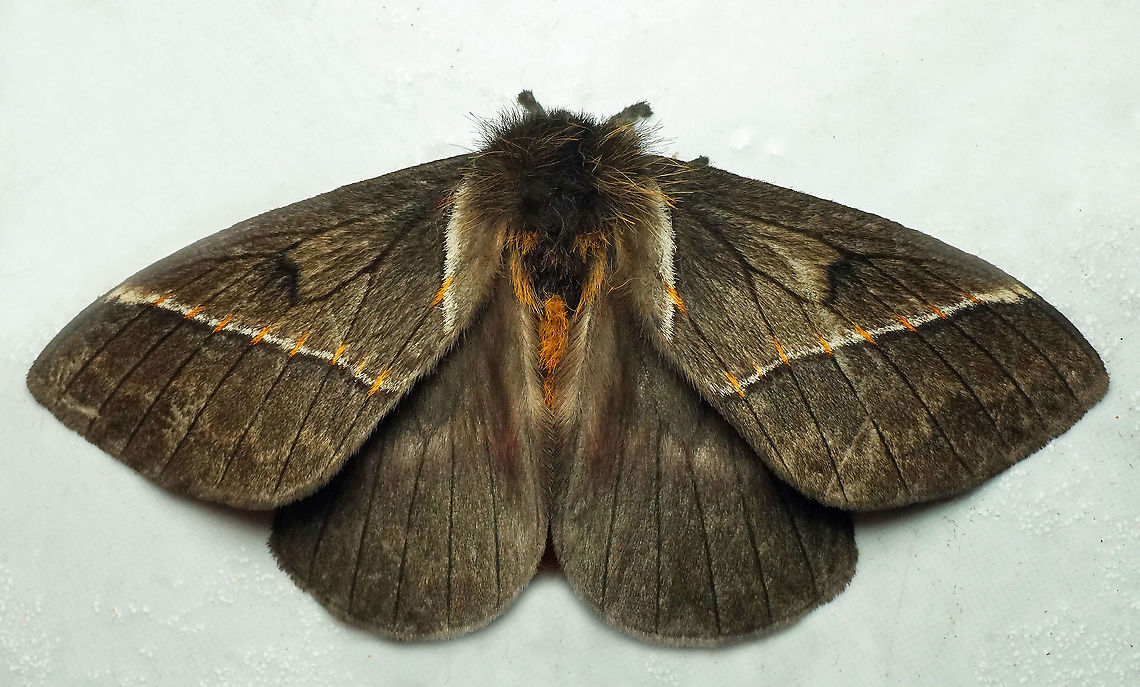 Pseudodirphia sp. Dapa, Valle Del Cauca<br />
2100 m Pseudodirphia lacsa