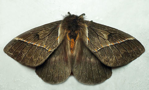 Pseudodirphia sp. Dapa, Valle Del Cauca
2100 m Pseudodirphia lacsa